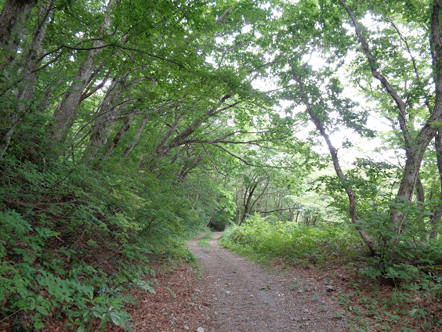 元来た道の大山の横手道を帰ります