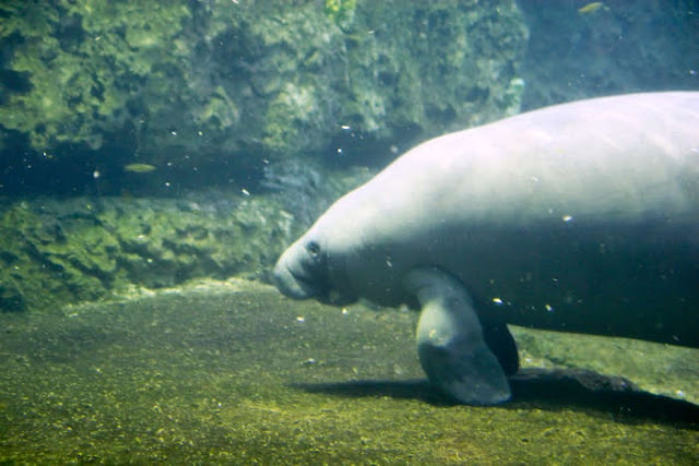 Manatees 