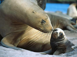 Foca hembra con su cría bebé