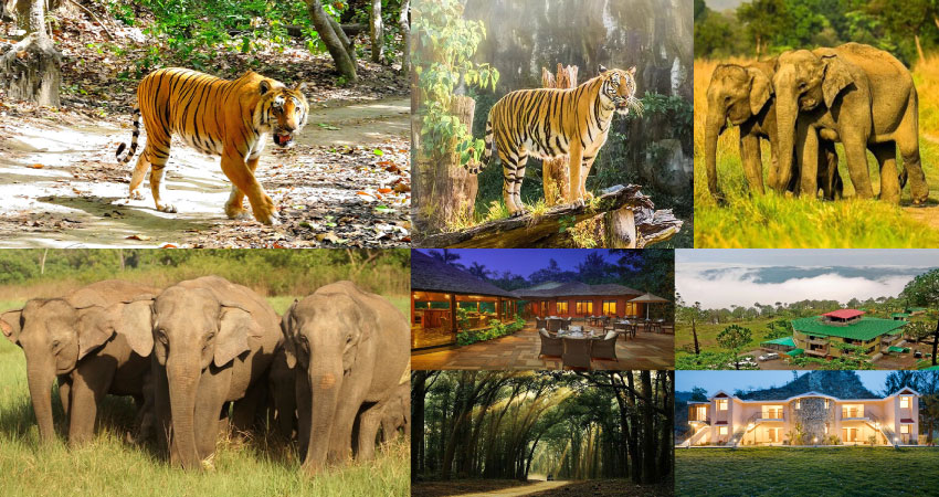 jim corbett national park