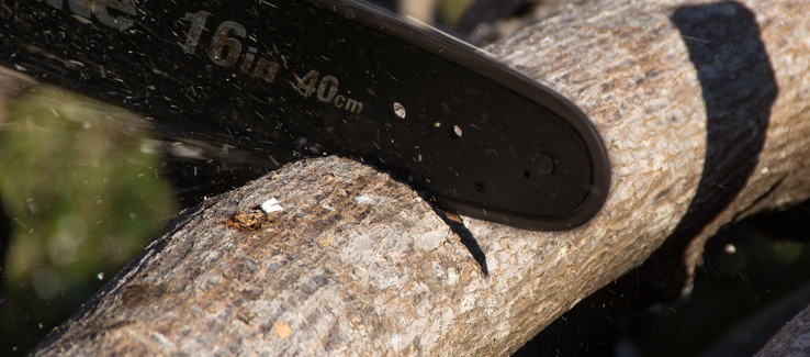 Tree pruning and cutting ambrosia beetle infested limb