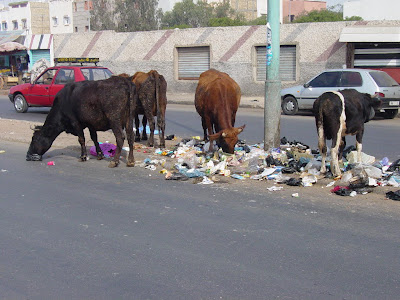 Cows in Street