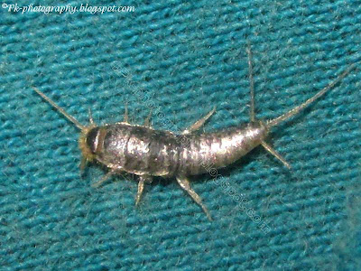 Silverfish Bug