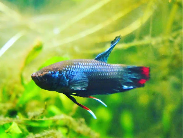 Knowing All Fun Facts Of The Wild Betta Imbellis Or Peaceful Betta Fish