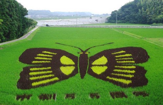 Sawah Jepang Unik Dilukis Beragam Karakter