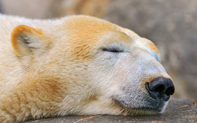 Resultado de imagem para urso caracteristicas