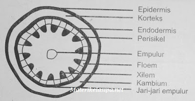 Gambar irisan melintang pada batang tumbuhan dikotil