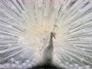 White-Peacock-Photos-Pictures-Images-Pics