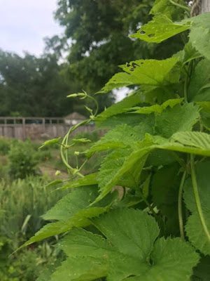 Hops plants growing in the garden at Pennsbury Manor