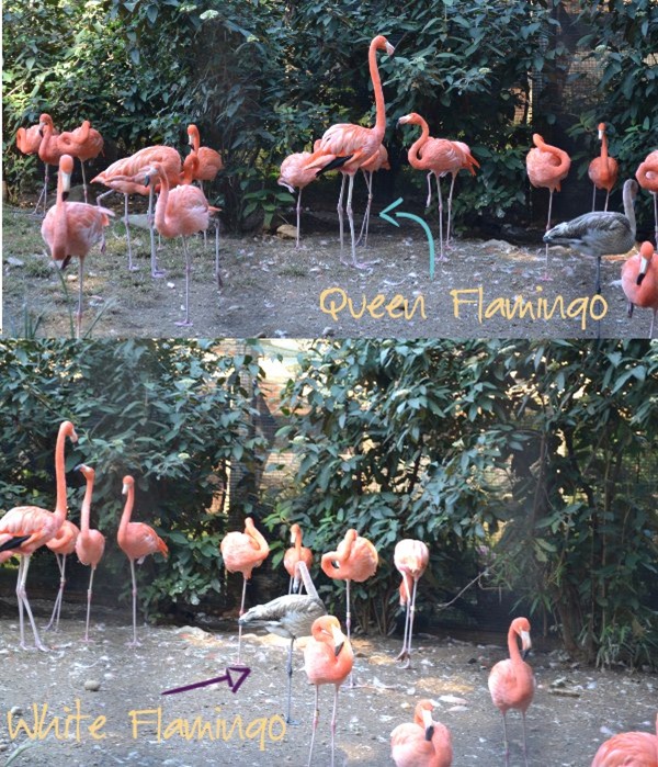 Flamingo1