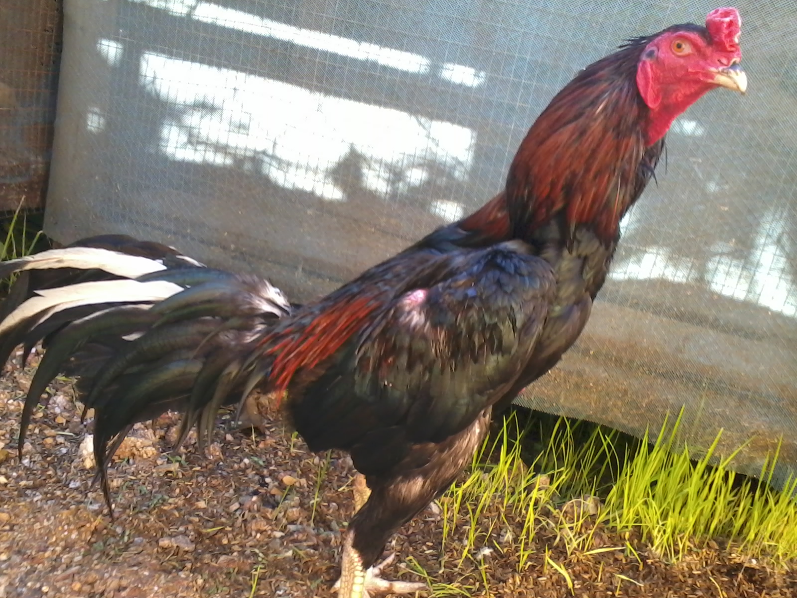  Ayam  Kampung NorPaka Gambar  gambar  ayam  kampung NorPaka 