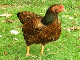 Hen