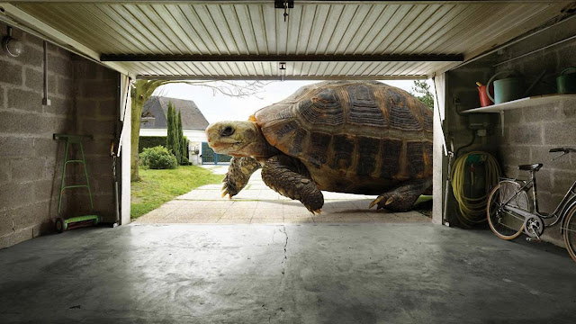 turtoise, turtle, turtoise wallpaper
