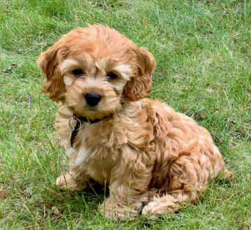 Cockapoo Puppies on Cockapoo Puppy Pictures   Puppy Pictures And Information