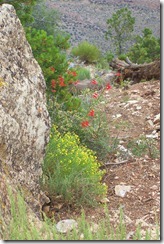 wildflowers in the canyon