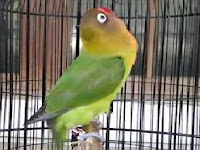 Tips Agar Burung Lovebrid Aktif dan Ngekek Panjang