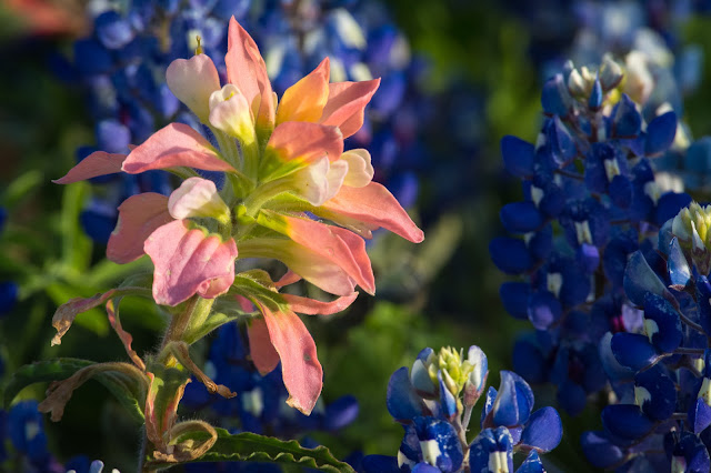 Indian Paintbrush