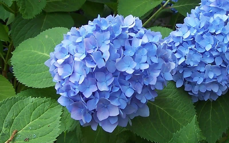 HOW TO GROW HYDRANGEA The Garden of Eaden