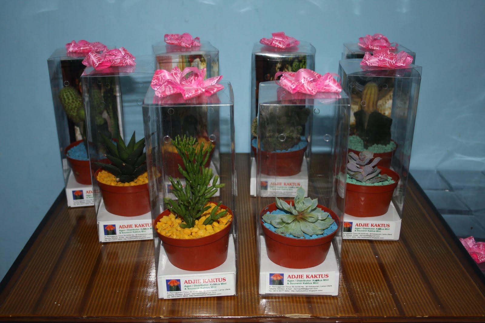 Adjie Kaktus  2 Daftar Harga  Kaktus  Mini  Souvenir Kaktus  