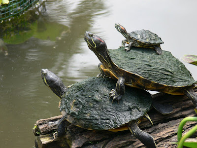 Red-eared slider