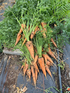 Carrots