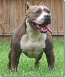 3_pitbull