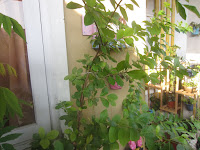 tanaman cherry barbados