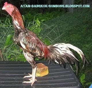 Ayam Bangkok Aduan