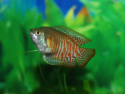 Ikan Sepat