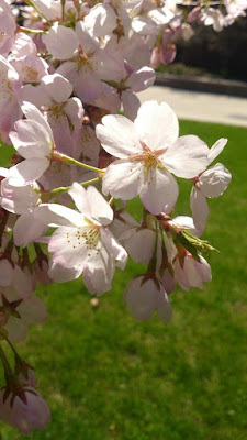 UTSC Cherry Blossoms Sakura by Stephanie Ng