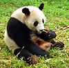 Panda beim Fressen - Wikipedia