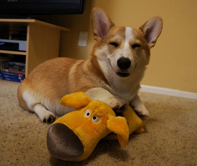 Meet Corgnelius the cutest corgi on the internet, Corgnelius, cute corgi pictures, dog photos