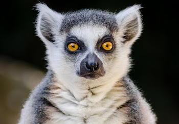 Lemur - Imagenes del maravilloso primate de ojos llamativos
