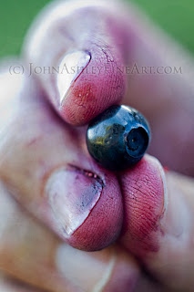 Purple fingers from picking wild huckleberries (c) John Ashley