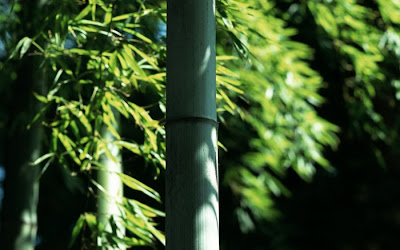 bamboo tree