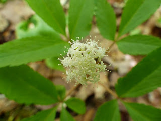 Ginseng à trois folioles - Panax trifolius 