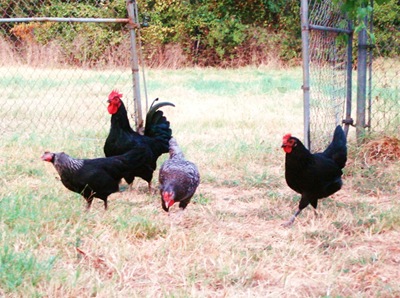 My chickens