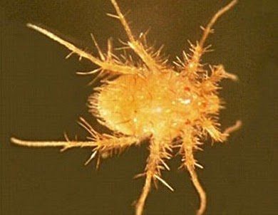 Ácaro - Paratarsotomus macropalpis