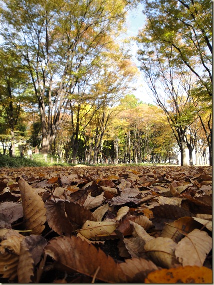 Seya Org 秋っぽい写真