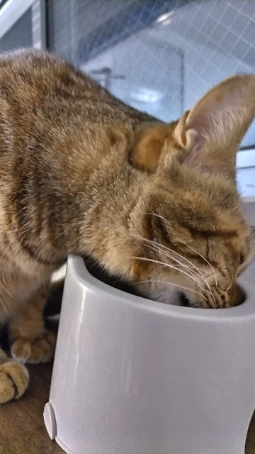 食事をするウー。