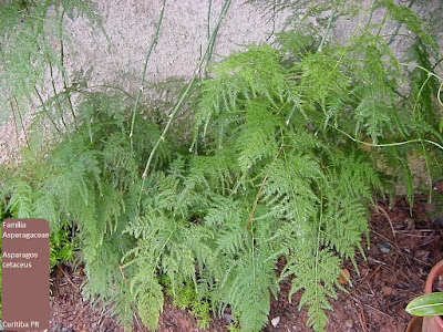 Nome Científico: Asparagus setaceus Nomes Populares: Aspargo-samambaia, asparagus, aspargo, aspargo-plumoso, asparguinho-de-jadim, melindre, melindro Família: Asparagaceae