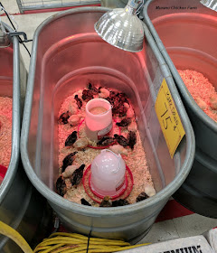 Chicks in feed tub at store