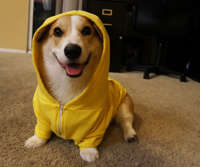 Meet Corgnelius the cutest corgi on the internet, Corgnelius, cute corgi pictures, dog photos