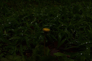 荻窪公園の紫陽花2014_1