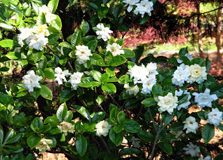 زهرة الكاردينا الرائعة Flower Cardina