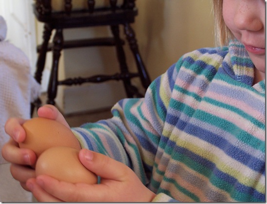 organic free range eggs