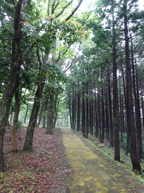 鳥取県西伯郡大山町妻木 鳥取県立むきばんだ史跡公園　弥生の森　遊歩道