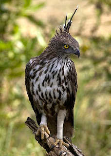 Burung Elang Brontok