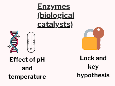 Enzymes Notes O Level