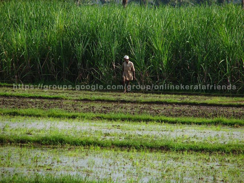 Beautiful Rice Fields in Kerala 8